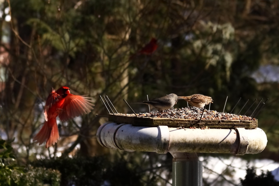 2013 03 09 IMG 8814e